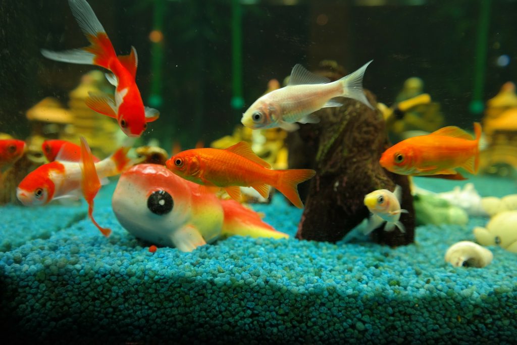 Kaltwasser Aquarium für Kinder mit Goldfischen