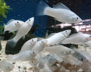 Aquarium Fische für Anfänger: Silbermolly