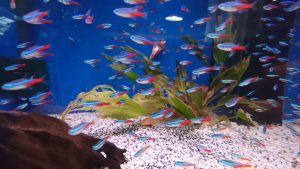 Anfängerfische für 60l aquarium