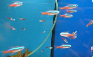 Fische für kleine Aquarien Neonsalmler