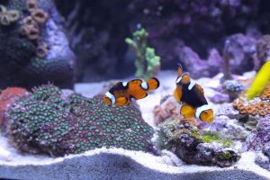 Aquarium-Typen: Meerwasser-Aquarium mit Clownsfischen