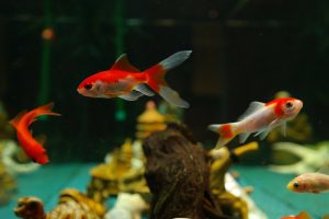 Aquarium-Typen: Goldfische im Kaltwasser-Aquarium