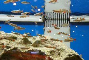 Einsteiger Aquariumfische: Kardinalfisch