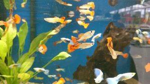 Aquarium Fische für Anfänger: Guppy