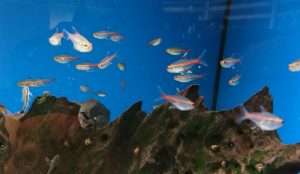 Aquarium Fische für Einsteiger: Glühlichtsalmler