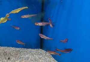 Aquarium Fische für Anfänger: Regenbogenelritze