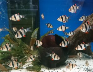 Aquarium Fische für Anfänger: Sumatrabarbe