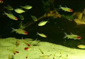 Aquariumfische Rotkopfsalmler