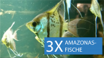 Fische fuers Amazonas Aquarium