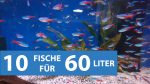 Fische für kleine Aquarien 60 Liter