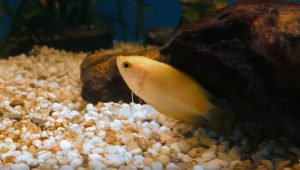 Fische für kleine Aquarien Honiggurami
