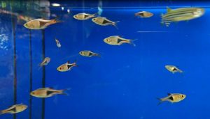 Fische fuer kleine aquarien Keilfleckbaerbl