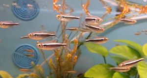 Fische für kleine Aquarien Schwarzer Neon