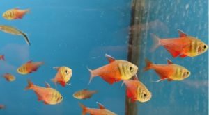 Fische für kleine Aquarien Roter von Rio